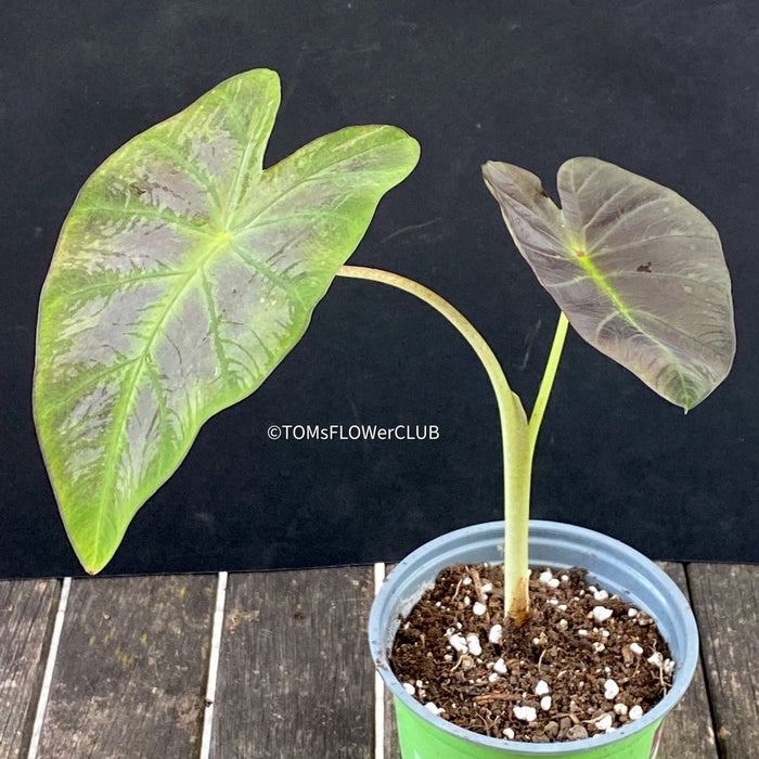 illustris elephant ear indoor plant Colocasia Illustris | organically grown succulent plants