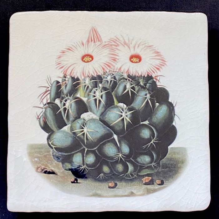 Coryphantha elephantidens tile, glazed ceramic on terracotta, for sale at TOMs FLOWer CLUB.