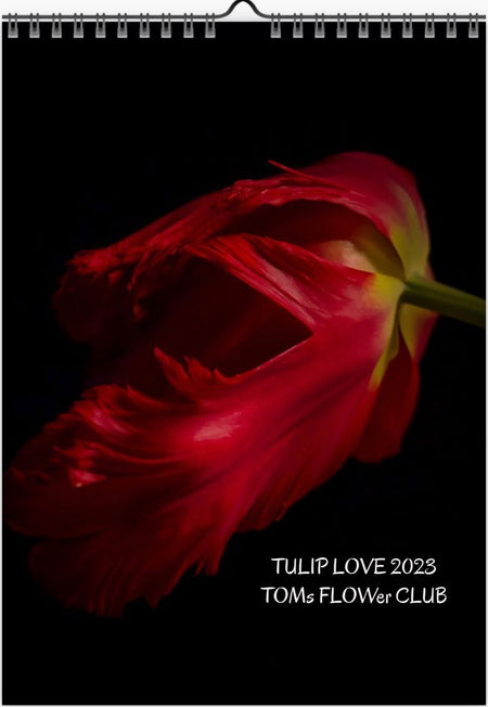 Tulip calendar 2023, Wandkalender, Kalendar, tulip, Tulip, Tulpe, red tulips, for sale by TOMs FLOWer CLUB. 