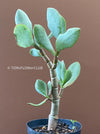 Crassula Arborescens Undulatifolia, organically grown sun loving succulent plants for sale at TOMs FLOWer CLUB.