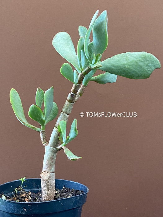 Crassula Arborescens Undulatifolia, organically grown sun loving succulent plants for sale at TOMs FLOWer CLUB.