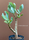 Crassula Arborescens Undulatifolia, organically grown sun loving succulent plants for sale at TOMs FLOWer CLUB.