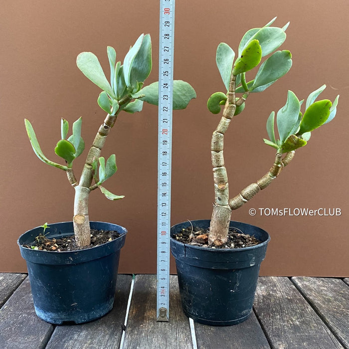 Crassula Arborescens Undulatifolia, organically grown sun loving succulent plants for sale at TOMs FLOWer CLUB.