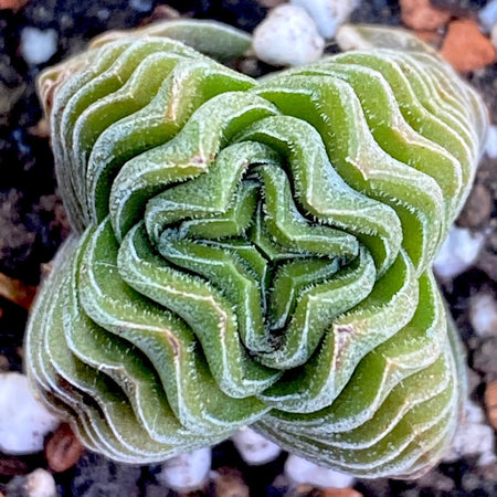 Crassula Buddha’s Temple, organically grown sun loving succulent plants for sale at TOMs FLOWer CLUB