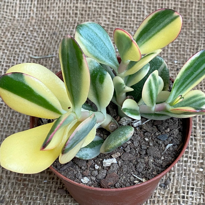 Crassula Ovata Albo Variegata, money tree, Geldbaum, organically grown sun loving succulent plants for sale at TOMs FLOWer CLUB.