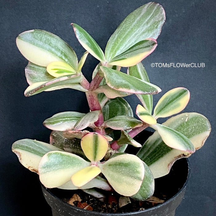 Crassula Ovata Albo Variegata, money tree, Geldbaum, organically grown sun loving succulent plants for sale at TOMs FLOWer CLUB.