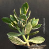 Crassula Ovata Albo Variegata, money tree, Geldbaum, organically grown sun loving succulent plants for sale at TOMs FLOWer CLUB.