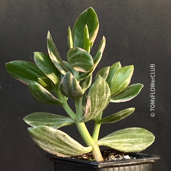 Crassula Ovata Albo Variegata, money tree, Geldbaum, organically grown sun loving succulent plants for sale at TOMs FLOWer CLUB.