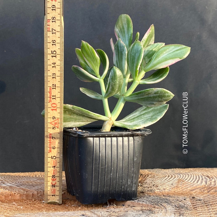 Crassula Ovata Albo Variegata, money tree, Geldbaum, organically grown sun loving succulent plants for sale at TOMs FLOWer CLUB.