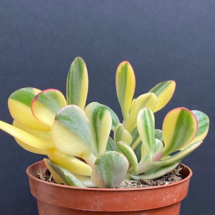 Crassula Ovata Albo Variegata, money tree, Geldbaum, organically grown sun loving succulent plants for sale at TOMs FLOWer CLUB.