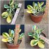 Crassula Ovata Albo Variegata, money tree, Geldbaum, organically grown sun loving succulent plants for sale at TOMs FLOWer CLUB.