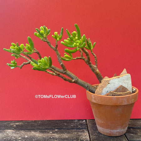 Crassula Ovata Gollum, bonsai tree in clay pot, cat friendly, money tree, organically grown succulent plants for sale at TOMs FLOWer CLUB