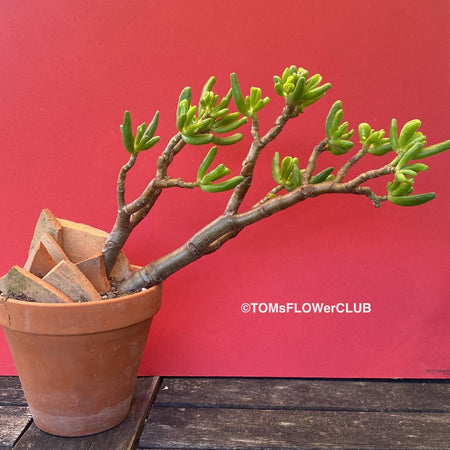 Crassula Ovata Gollum, bonsai tree in clay pot, cat friendly, money tree, organically grown succulent plants for sale at TOMs FLOWer CLUB