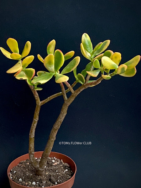 Crassula Ovata Hummel's Sunset, organically grown succulent plants for sale at TOMs FLOWer CLUB.