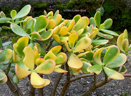 Crassula Ovata Hummel's Sunset, organically grown succulent plants for sale at TOMs FLOWer CLUB.