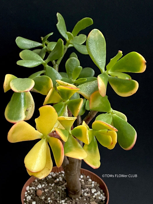 Crassula Ovata Hummel's Sunset, organically grown succulent plants for sale at TOMs FLOWer CLUB.