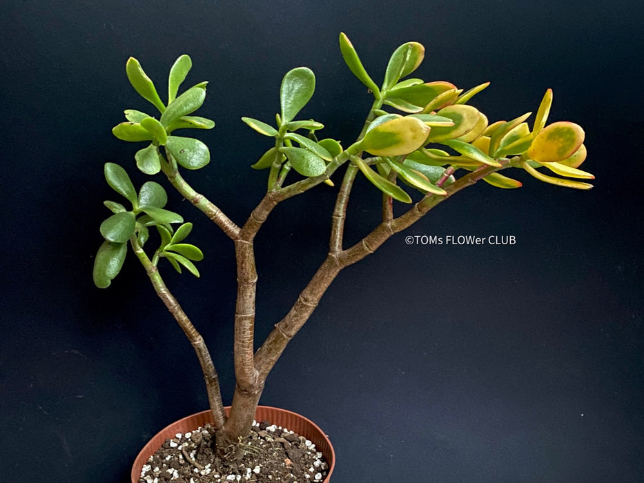 Crassula Ovata Hummel's Sunset, organically grown succulent plants for sale at TOMs FLOWer CLUB.