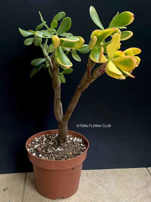 Crassula Ovata Hummel's Sunset, organically grown succulent plants for sale at TOMs FLOWer CLUB.