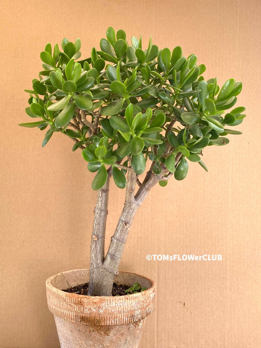 Bonsai Tree, Crassula Ovata, Geldbaum, money tree, organically grown sun loving succulent plants for sale at TOMs FLOWer CLUB.