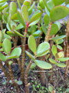 Bonsai Tree, Crassula Ovata, Geldbaum, money tree, organically grown sun loving succulent plants for sale at TOMs FLOWer CLUB.