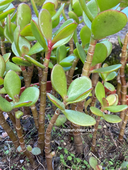 Bonsai Tree, Crassula Ovata, Geldbaum, money tree, organically grown sun loving succulent plants for sale at TOMs FLOWer CLUB.