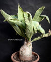 Cyphostemma juttae, organically grown succulent and caudex plants for sale at TOMs FLOWer CLUB.