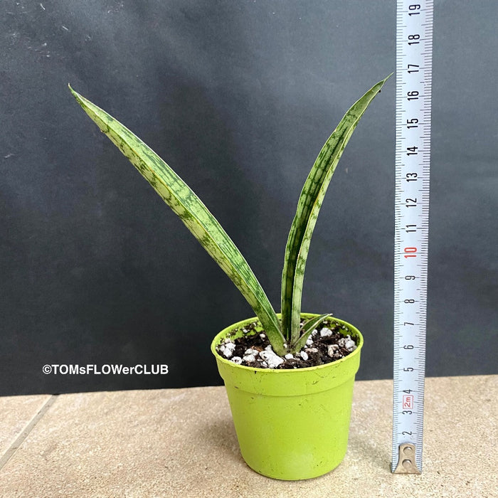 Sansevieria Crocodile Rock, organically grown succulent plants for sale at TOMsFLOWer CLUB.