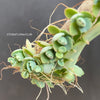 Kalanchoe daigremontiana, organically grown succulent plants for sale at TOMsFLOWer CLUB.