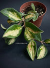 Hoya Carnosa Cv. Krimson Princess, voskovka, Wachsblume, organically grown tropical hoya plants for sale at TOMsFLOWer CLUB.