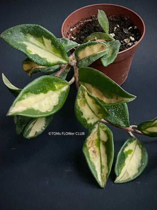Hoya Carnosa Cv. Krimson Princess, voskovka, Wachsblume, organically grown tropical hoya plants for sale at TOMsFLOWer CLUB.