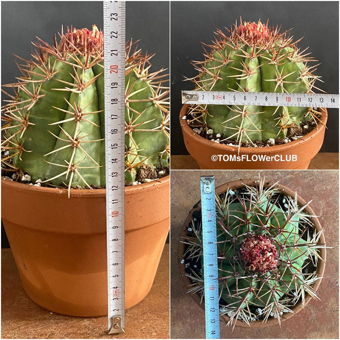 Melocactus matanzanus, organically grown succulent plants for sale at TOMsFLOWer CLUB.