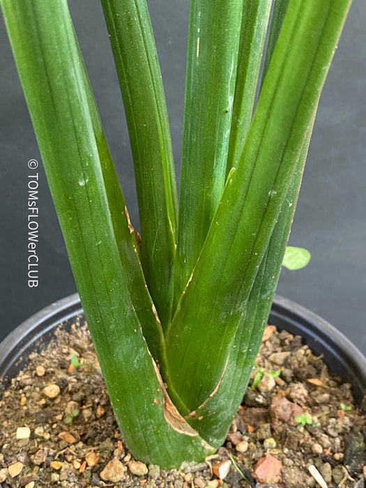 Sansevieria Erythraeae, organically grown succulent plants for sale at TOMsFLOWer CLUB.