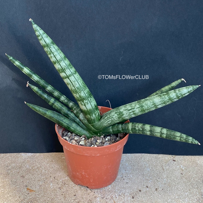 sansevieria cylindrica var patula Sansevieria Cylindrica Patula Boncel | organically grown succulent plants