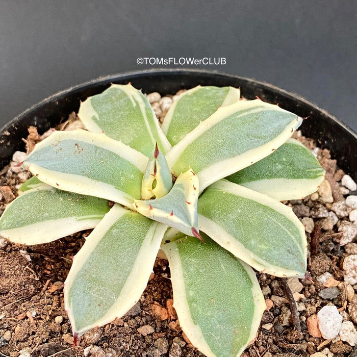 Agave Applanata Cream Spike sun loving and hardy succulent plant for sale at TOMsFLOWer CLUB.