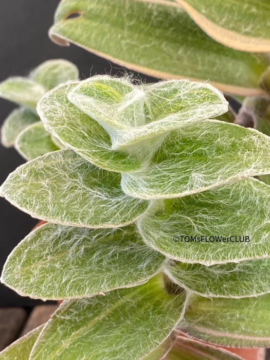 Tradescantia Sillamontana Aurea Variegata, organically grown tropical plants for sale at TOMsFLOWer CLUB.