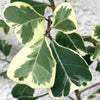 Ficus Triangularis Variegata, organically grown plants for sale at TOMsFLOWer CLUB. 