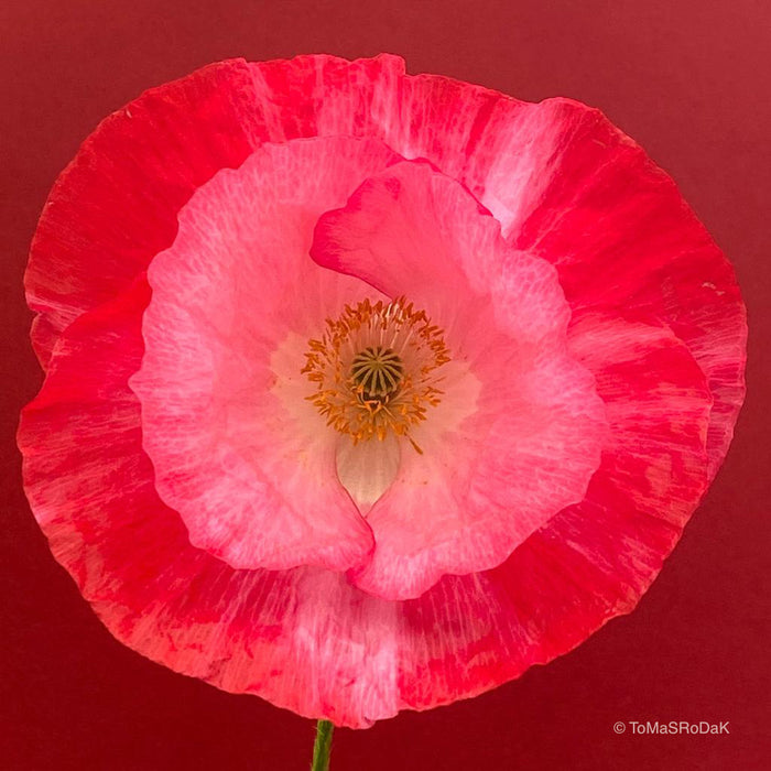 Pink Poppy as ART PAPER PRINT by © Tomas Rodak, TOMs FLOWer CLUB, from 10x10cm up to 50x50cm available for unlimited sale.