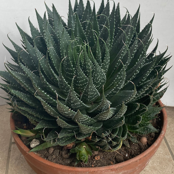 Aloe Aristata in a clay pot
