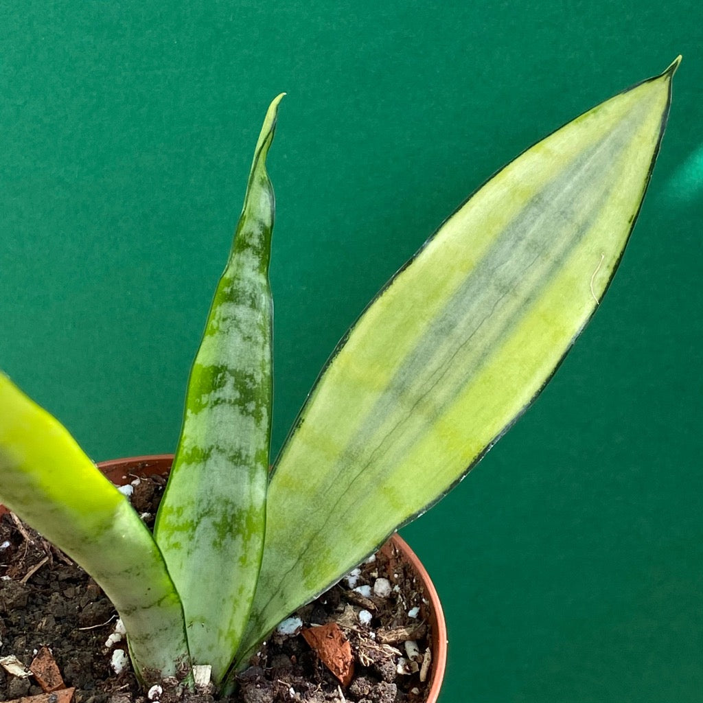 Sansevieria Trifasciata Lady Grey | organically grown succulent plants