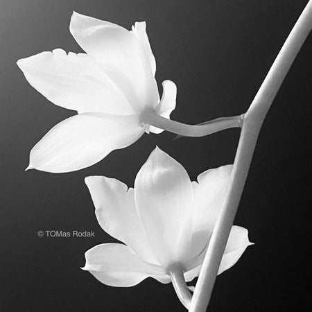 Black and white close up photo of flowering Cymbidium orchid as ART PAPER PRINT by © Tomas Rodak, TOMs FLOWer CLUB, from 10x10cm up to 50x50cm available for unlimited sale. 