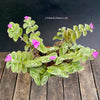 Tradescantia Sillamontana, organically grown tropical plants for sale at TOMsFLOWer CLUB.