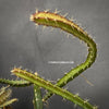 Selenicereus Grandiflorus, Queen of the Night, organically grown succulent plants for sale at TOMsFLOWer CLUB; Königin der Nacht, Kaktus. 