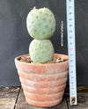 Tephrocactus Geometricus, organically grown succulent plants and cactus for sale at TOMsFLOWer CLUB.