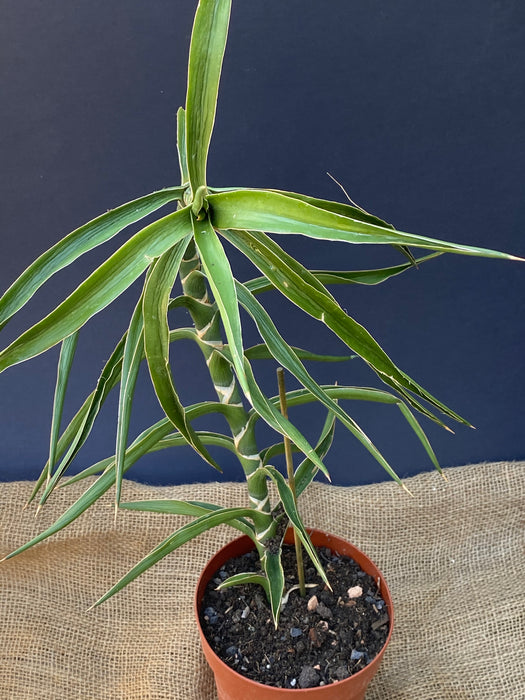 Sansevieria Arborescens II