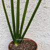 Sansevieria Erythraeae, organically grown succulent plants for sale at TOMsFLOWer CLUB.