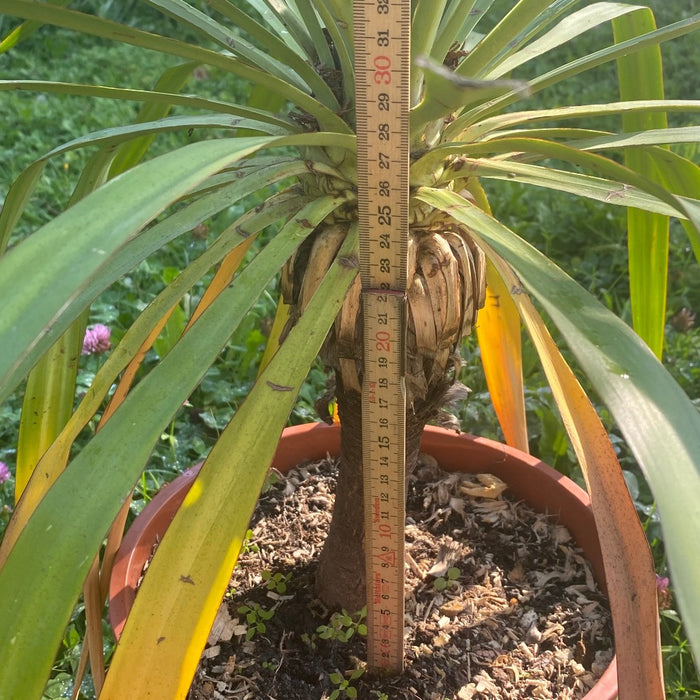 Yucca Gloriosa, organically grown succulent plants for sale at TOMsFLOWer CLUB.