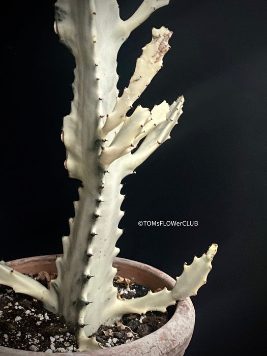Euphorbia lactea alba, white- grey ghost, organically grown succulent plants for sale at TOMsFLOWer CLUB.
