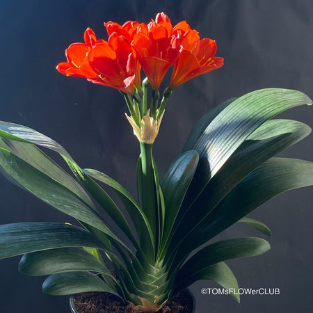 Clivia miniata, orange-red  flowering, organically grown tropical plants for sale at TOMsFLOWer CLUB
