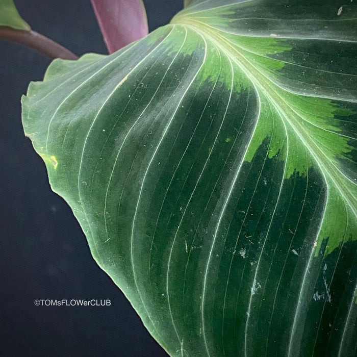 Leaf detail of Calathea Warcewizii, organically grown tropical plants for sale at TOMsFLOWer CLUB
