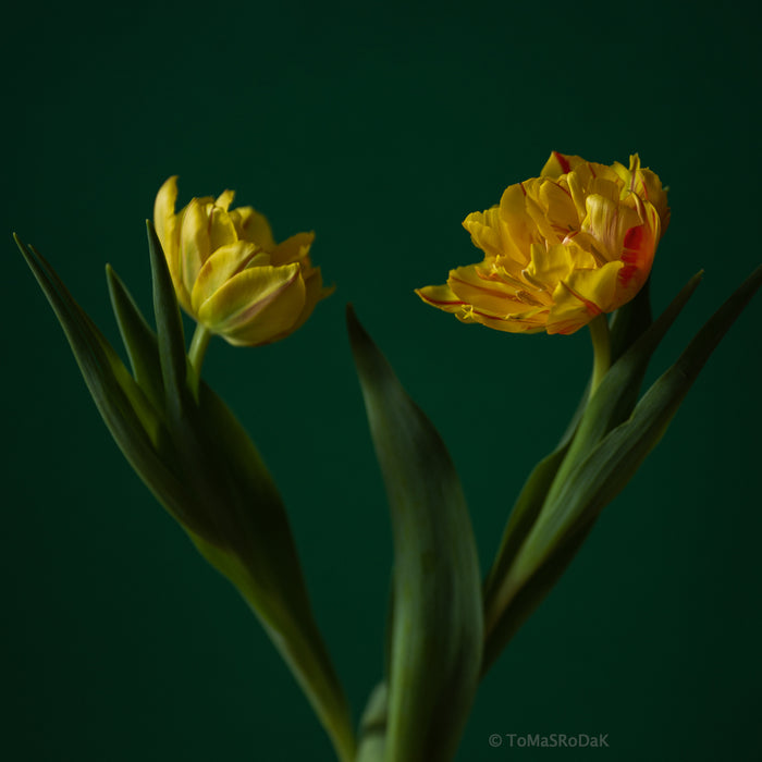 Yellow Tulips as ART PAPER PRINT by © Tomas Rodak, TOMs FLOWer CLUB, from 10x10cm up to 50x50cm available for unlimited sale.